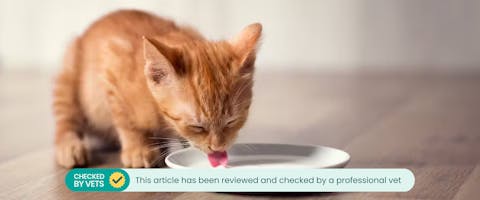 Can Cats Drink Milk TrustedHousesitters